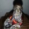 Santa Claus Argento 925 Cadou Colectie