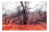 Tablou Canvas, Dansul Copacului &Icirc;ntre V&acirc;nturi Reci, , Multicolor, 39 x 26 cm, CMCLASS