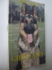 Ghid canin - Janos Szinak , Istvan Veress