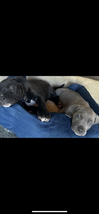 Cane corso