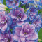 Delphinium elatum-Wishful Thinking