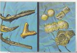 bnk cp Constanta - Muzeul de arheologie - Vedere - necirculata
