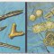 bnk cp Constanta - Muzeul de arheologie - Vedere - necirculata