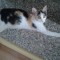 pui pisica calico