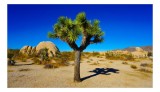 Tablou Canvas, "Umbra solitară &icirc;n deșertul arid", Copac, Desert, Cer, Albastru, Soare, Umbre, Pietre, Vegetație, Ariditate, Vedere, Natură, Peisaj, 39