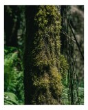 Tablou Canvas, "Trunchi acoperit de mușchi verde luxuriant", Mușchi, Trunchi, Pădure, Lumină, Umbre, Natură, Vegetație, Verde, Textură, Umiditate, 26