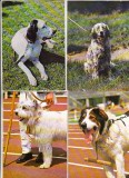 Bnk cp Caini - lot 20 carti postale, Necirculata, Printata