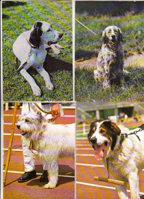 bnk cp Caini - lot 20 carti postale foto