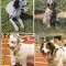 bnk cp Caini - lot 20 carti postale
