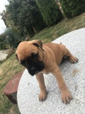Pui boxer tigrat foto