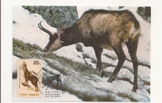 CA13-Carte Postala- Rupicara Rupicara , Capra Neagra, necirculata