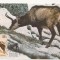 CA13-Carte Postala- Rupicara Rupicara , Capra Neagra, necirculata