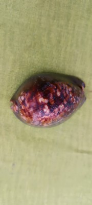 Cochilie veche de melc de mare foto