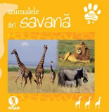 Animalele din savana |