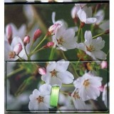 Bloc Memo Cherry Blossom, 300 coli hartie, cu sertar organizare stilou, creion, clipsuri, timbre - Cadou Manga