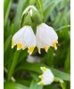 Ghiocei Leucojum, Vernum I, Alb, I, 1 Bulb, Oem