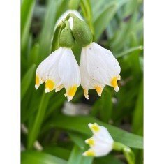 Ghiocei Leucojum, Vernum I, Alb, I, 1 Bulb