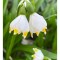 Ghiocei Leucojum, Vernum I, Alb, I, 1 Bulb