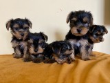 Disponibili puiuți Yorkshire Terrier