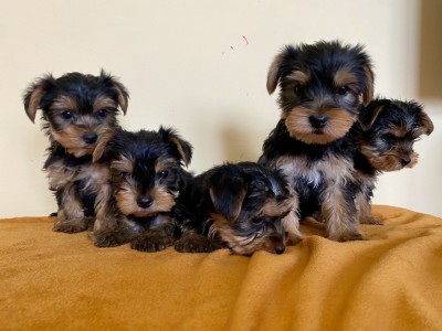 Yorkshire terrier foto