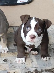 Puiuți american bully pocket ABKC