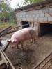 Vand porc