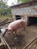 vand porc