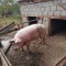 vand porc