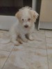Catei mix Bichon/Shitzu, [en.casa]
