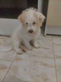 Catei mix Bichon/Shitzu