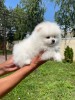 Pomeranian 2 baieti si o fetita disponibili