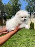 Pomeranian 2 baieti si o fetita disponibili