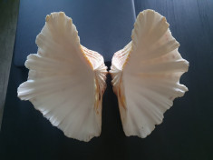Scoica Hippopus porcellanus (China clam) foto