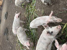 Porci vii metis foto