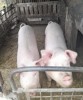 Vand porci in Cauaceu