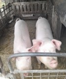 Vand porci in Cauaceu