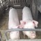 Vand porci in Cauaceu