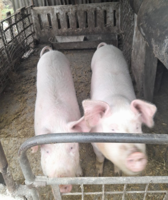 Vand porci in Cauaceu