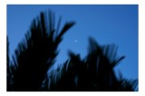 Tablou Canvas, "Luna și frunzele umbre ale serii", Lună, Serenitate, Siluete, Frunziș, Nocturnă, Bl&acirc;ndețe, Cer, Crepuscul, 39 x 26 cm, CMCLASS