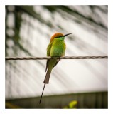 Tablou Canvas, "Pasărea culorilor tropicale odihnindu-se", Pene, Verde, Portocaliu, Fragil, S&acirc;rmă, Ochi, Vedere, Aripi, Contrast, Linia, Natură, 26 x