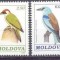 s3 Moldova 1992 - Pasari 6v..nestampilat MNH