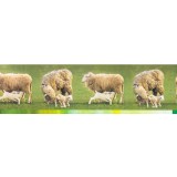 Bordura decorativa Zoo 555