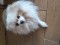 Pomeranian boo - 2