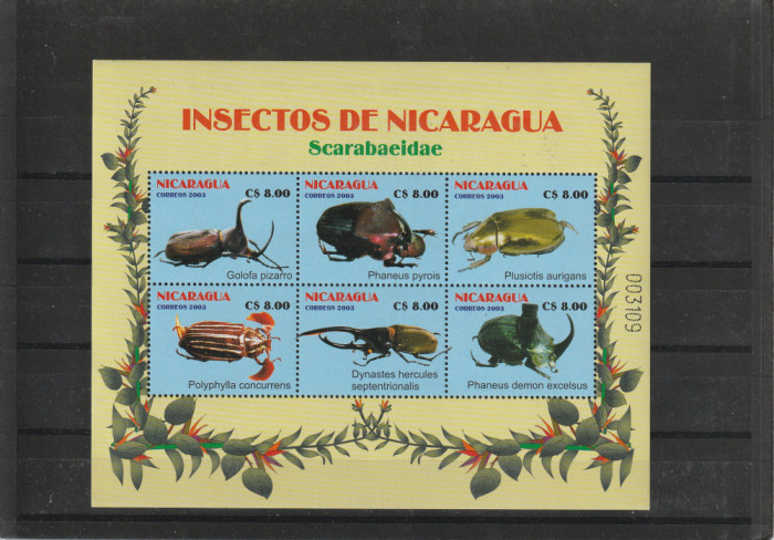 Fauna ,gandaci ,Nicaragua.