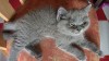 British Blue caută 🏠🏠🏠, #1 All Systems