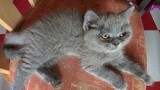 British Blue caută 🏠🏠🏠
