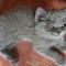 British Blue caută 🏠🏠🏠
