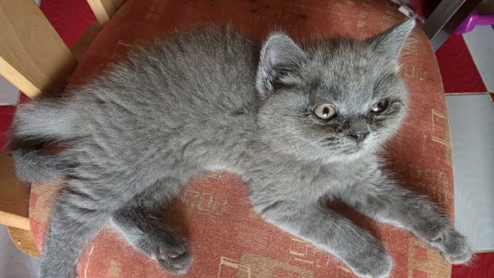 British Blue caută 🏠🏠🏠