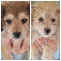 Bichon de vanzare foto