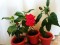 Foto  - 3